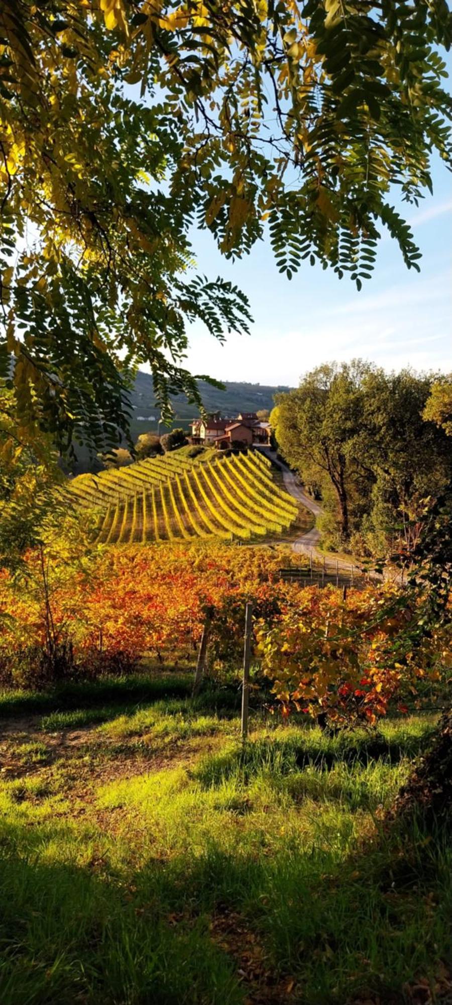 Tenuta Montanello B&B Castiglione Falletto Eksteriør billede