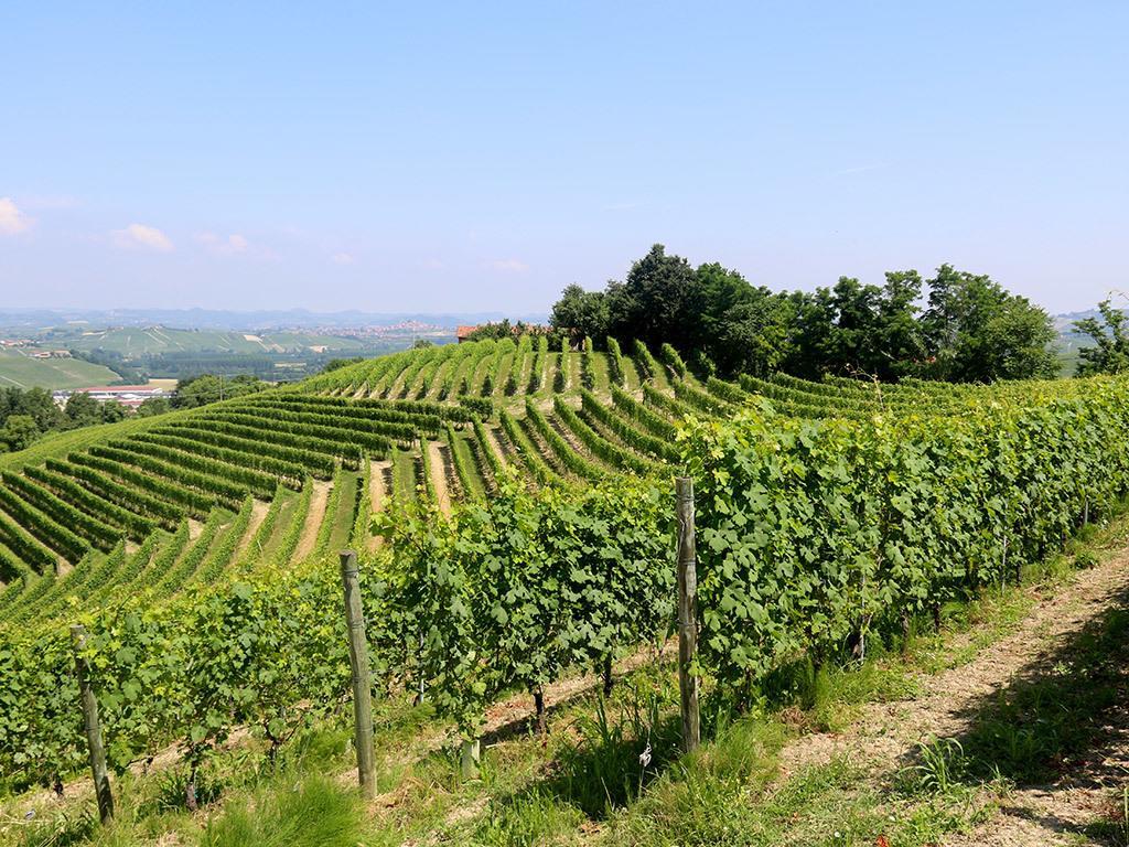 Tenuta Montanello B&B Castiglione Falletto Eksteriør billede