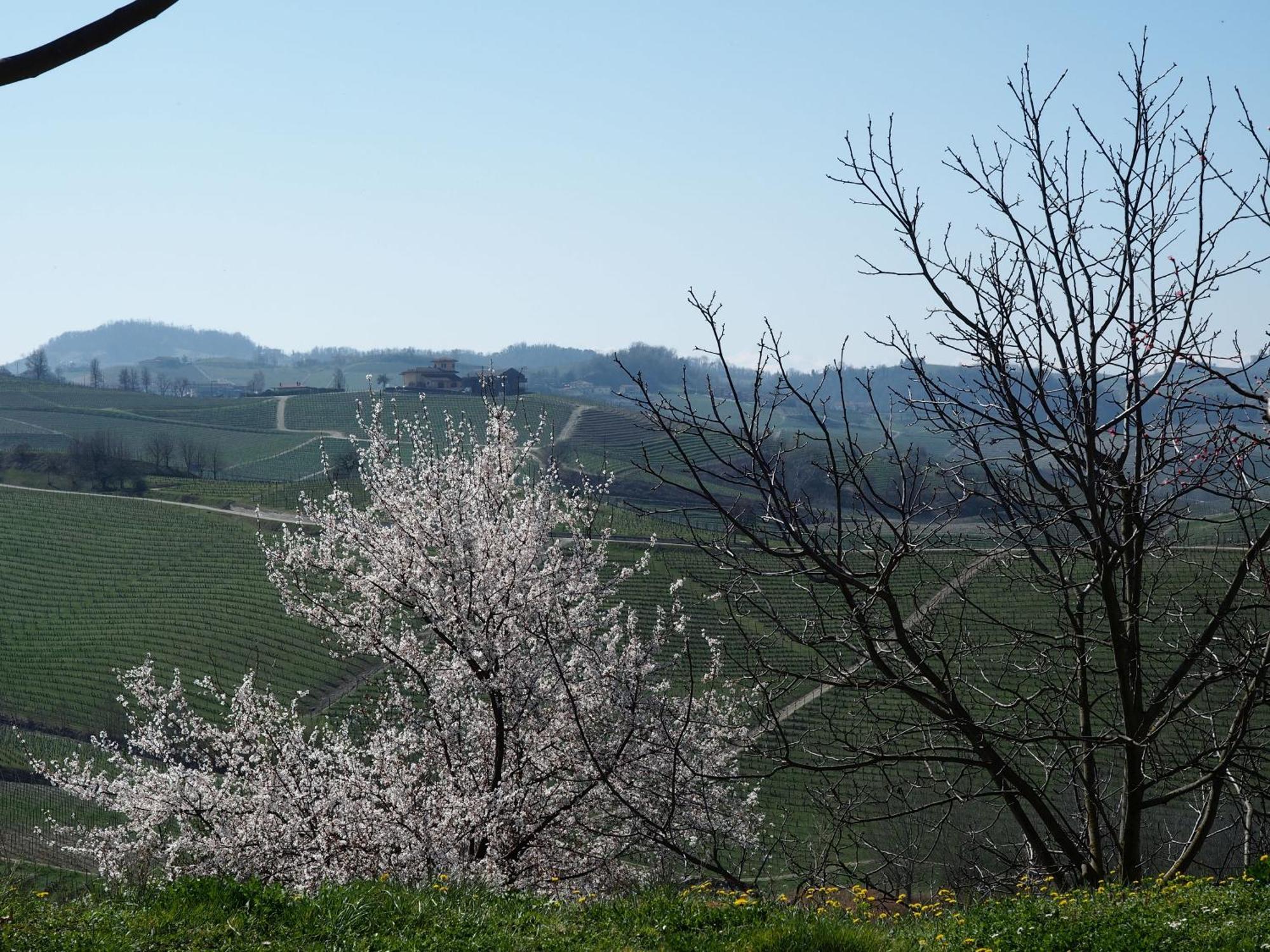 Tenuta Montanello B&B Castiglione Falletto Eksteriør billede