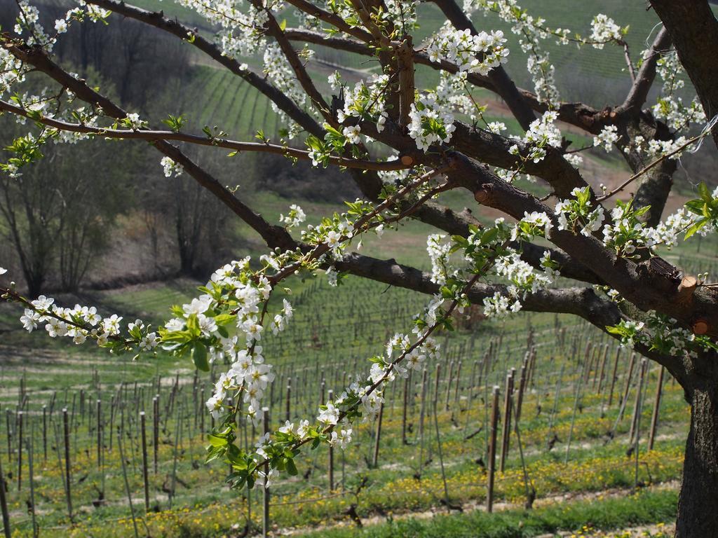 Tenuta Montanello B&B Castiglione Falletto Eksteriør billede